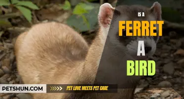 Examining the Common Misconception: Is a Ferret a Bird?