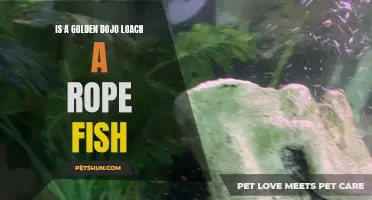 Is a Golden Dojo Loach a Rope Fish? Exploring the Differences and Similarities