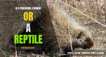 Is a Porcupine a Rodent or a Reptile: Debunking Common Misconceptions