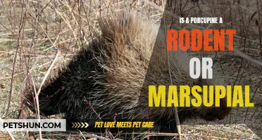 Exploring the Classification: Is a Porcupine a Rodent or Marsupial?