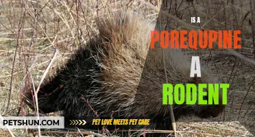 Is a Porcupine a Rodent? Exploring the Taxonomy and Biology of this Unique Mammal