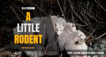 Exploring the Truth: Is a Possum a Little Rodent?
