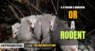 Unraveling the Mysteries: Is a Possum a Marsupial or a Rodent?