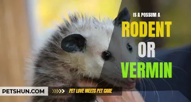 Is a Possum a Rodent or Vermin? Exploring the Classification of these Fascinating Creatures