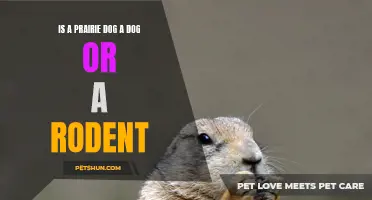 Is a Prairie Dog a Dog or a Rodent? An In-depth Look at the Misleading Name