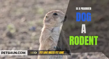 Is a Prairie Dog Really a Rodent? Discovering the Truth Behind this Adorable Burrowing Mammal