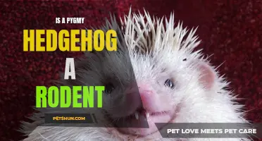 Unveiling the Truth: Is a Pygmy Hedgehog a Rodent?