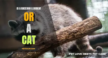 Is a Raccoon a Rodent or a Cat? The Definitive Answer Revealed