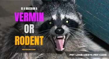 Is a Raccoon a Vermin or Rodent? Exploring the Classification of this Mischievous Mammal