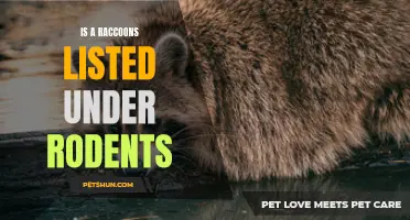 Demystifying the Classification of Raccoons: Are They Really Rodents?