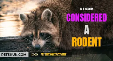 Is a Raccoon Considered a Rodent? Unveiling the Mammal's Identity