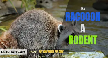 Is a Raccoon a Rodent? A Look into the Taxonomy of Raccoons