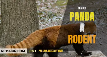 Is a Red Panda a Rodent? Exploring the Classification of this Enigmatic Creature