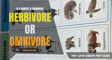 Is a Rodent a Carnivore, Herbivore, or Omnivore?