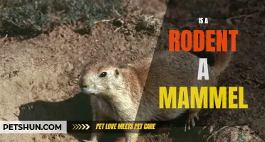 Understanding the Classification: Is a Rodent a Mammal?