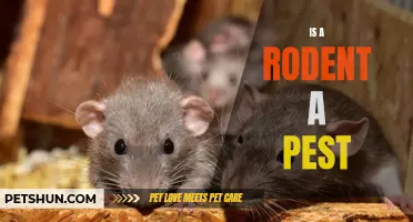 Rodents as Pests: Understanding the Destructive Impact of these Creatures