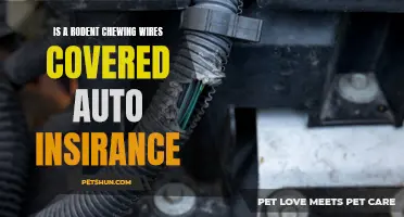 Covered Auto Insurance: Is Your Policy Protected Against Rodents Chewing Wires?