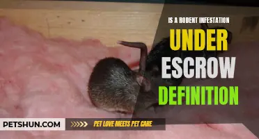 The Definition of a Rodent Infestation Under Escrow: What You Need to Know