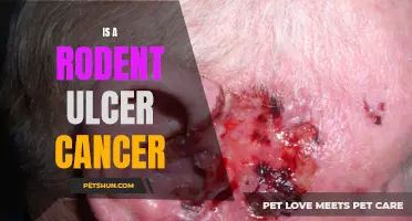 Understanding the Link Between Rodent Ulcers and Cancer: What You Need to Know