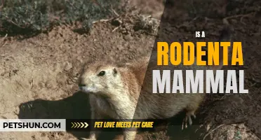 Is a Rodent a Mammal?