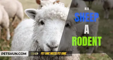 Is a Sheep a Rodent? Debunking the Misconception