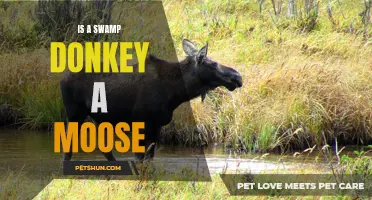 Exploring the Similarities and Differences Between a Swamp Donkey and a Moose