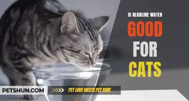 Is Alkaline Water Beneficial for Cats?