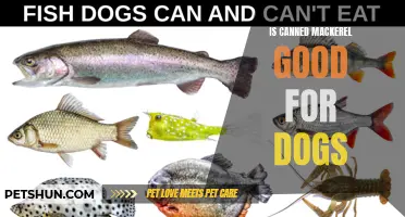 Canned Mackerel: A Healthy Dog Food Alternative?