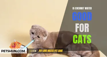 Exploring the Health Benefits of Coconut Water for Cats