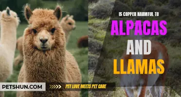 The Potential Dangers of Copper for Alpacas and Llamas: What You Need to Know
