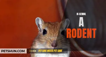 Understanding the Gerbil: Is it a Rodent?