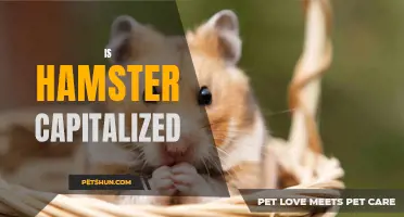 Is "Hamster" Capitalized? A Guide to Capitalizing Animal Names