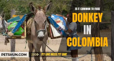 The Controversial Practice of Bestiality: Examining Donkey Sexual Relationships in Colombia
