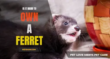The Challenges of Owning a Ferret: An In-Depth Look