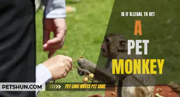 Exploring the Legality of Owning a Pet Monkey