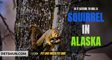 Is It Illegal to Kill a Squirrel in Alaska? Exploring the Legality of Squirrel Hunting in the Last Frontier