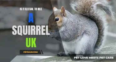 Exploring the Legal Aspects: Killing Squirrels in the UK