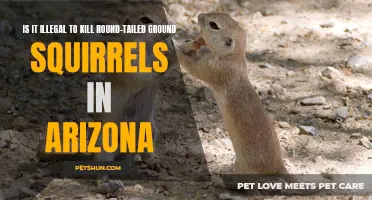 The Legality of Killing Round-Tailed Ground Squirrels in Arizona