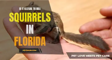 The Legality of Killing Squirrels in Florida: What You Need to Know