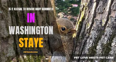 Understanding the Legalities: Is It Against the Law to Rescue Baby Squirrels in Washington State?