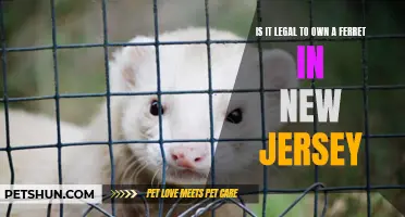 The Legality of Owning a Ferret in New Jersey: What You Need to Know