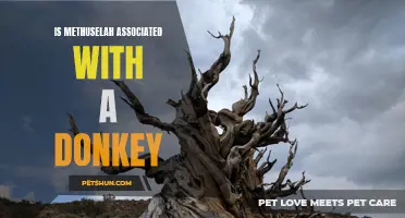 The Mysterious Connection: Methuselah and the Donkey