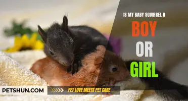 How to Determine the Gender of Your Baby Squirrel