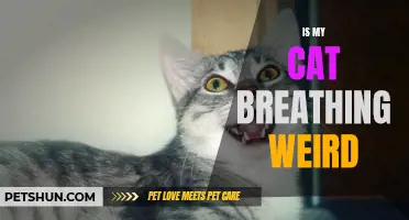 Understanding Feline Breathing: Is My Cat Breathing Weird?