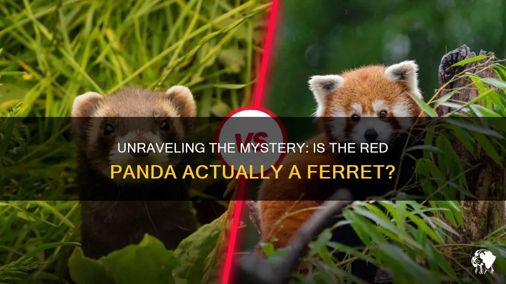 is red panda a ferret