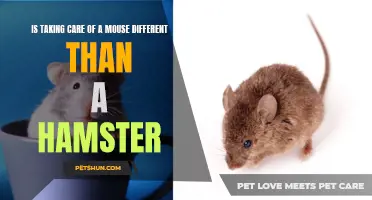 Key Differences in Caring for a Mouse vs a Hamster