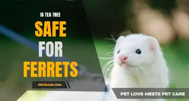 Is Tea Tree Oil Safe for Ferrets?