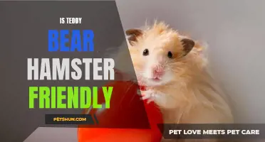 Is the Teddy Bear Hamster a Friendly Pet Option?