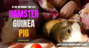 Comparing the Similarities and Differences Between Hamsters and Guinea Pigs: Which One is the Better Small Animal Pet?