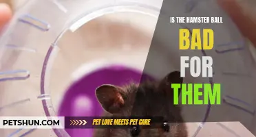 Is the Hamster Ball Harmful to Hamsters?